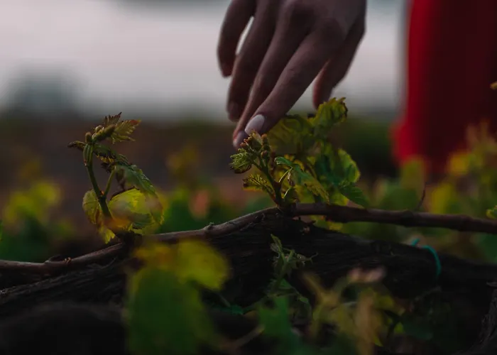 Vila Nelya (adults Only)